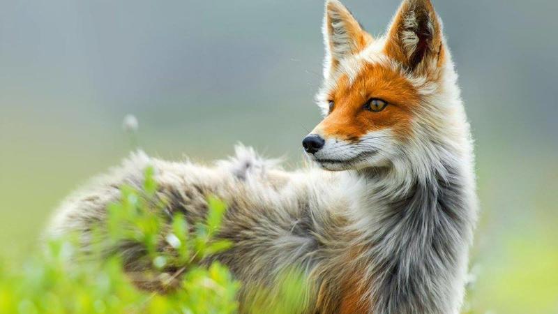 Rare Domesticated Animal: Russian Red Fox, a Beautiful Rarity with a Population of Merely a Hundred, All Descendants of Russian Stock