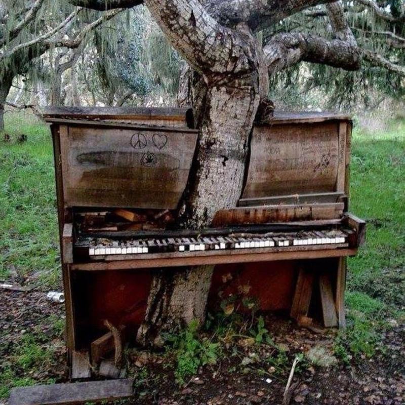 Is there really a tree growing through an abandoned piano?