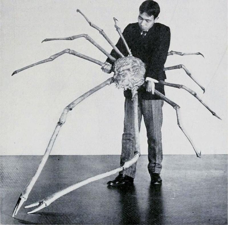 1904: Enormous Spider Crab Emerges from Japan