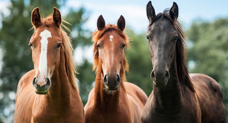 Horses on Farms