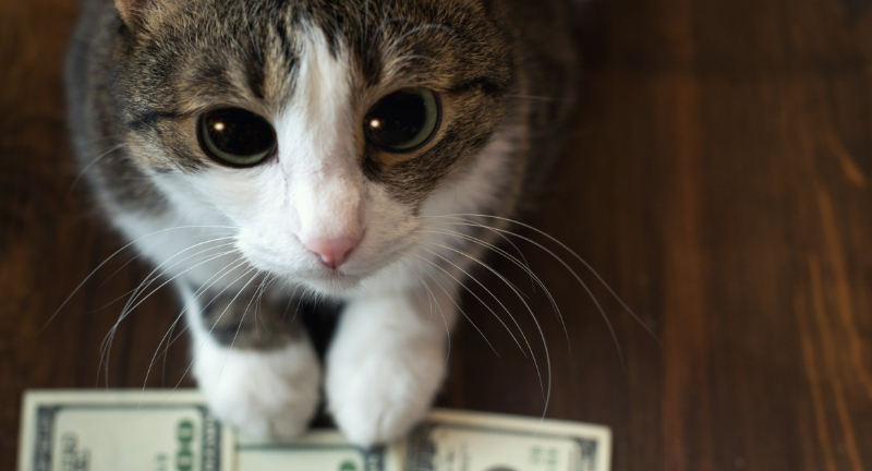 Benefits of Paying Pet Adoption Fees in Cash