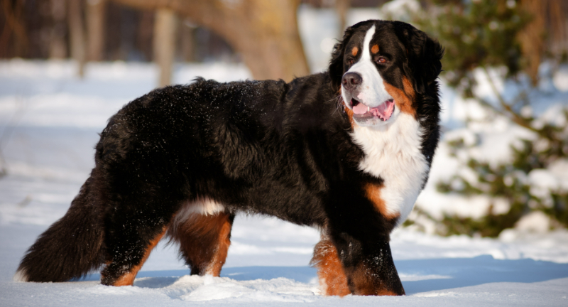 Bernese Mountain Dog