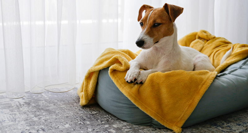 Jack Russell Terrier