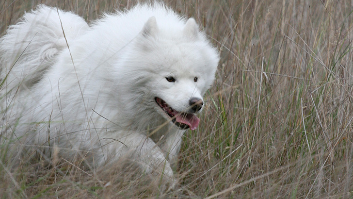 Samoyed