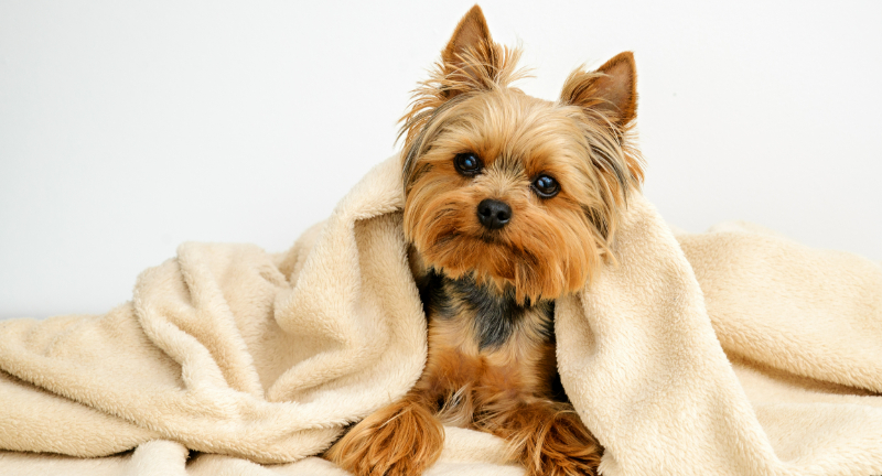 Yorkshire Terrier