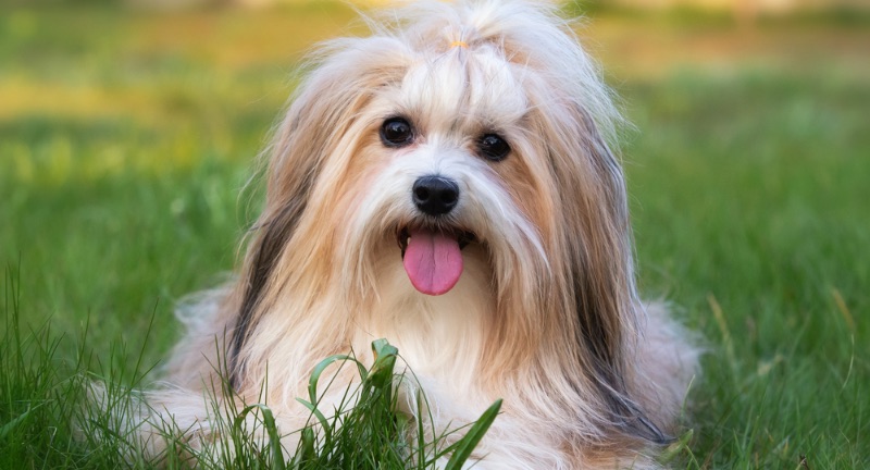 Havanese