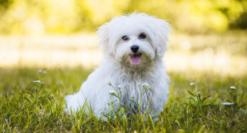 Maltese