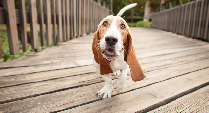 Basset Hound