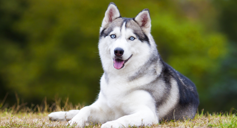 Siberian Husky