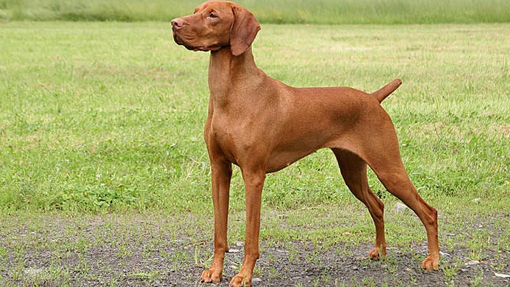 Vizsla