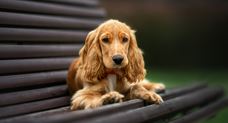 Cocker Spaniel