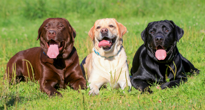 Labrador Retriever