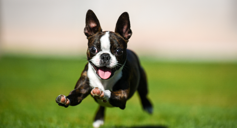 Boston Terrier