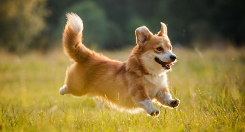 The Pembroke Welsh Corgi: A Royal Companion