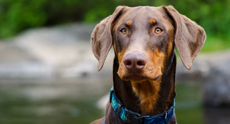 Doberman Pinscher