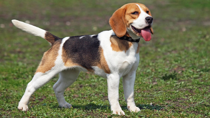 Beagle