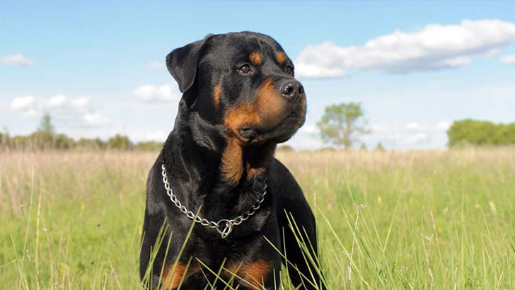 Rottweiler