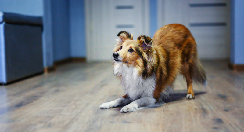 Shetland Sheepdog