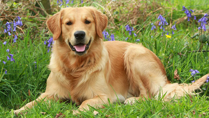 Golden Retriever