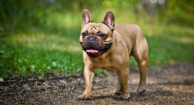 French Bulldog