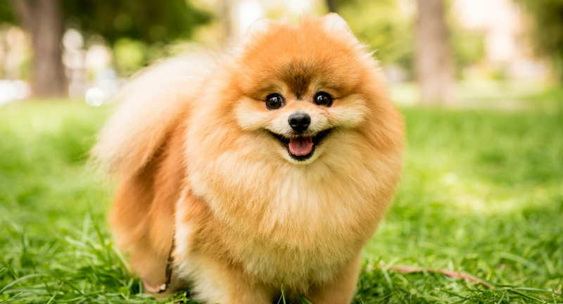 Pomeranian