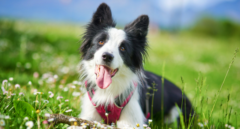 Border Collie