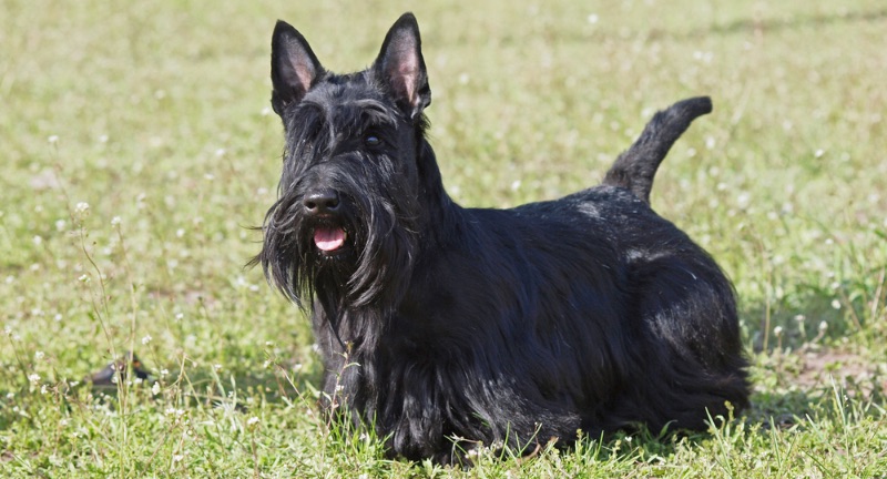 Scottish Terrier