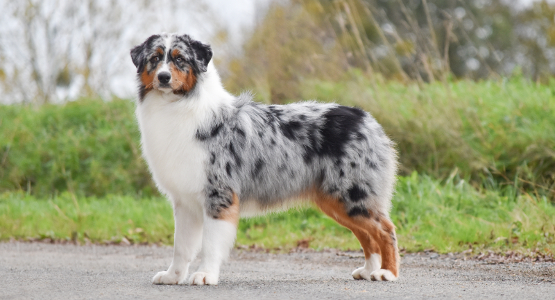 Australian Shepherd