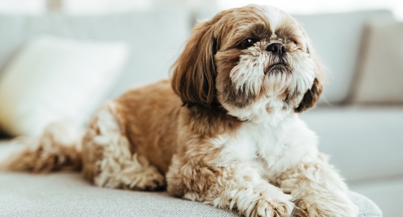 Shih Tzu