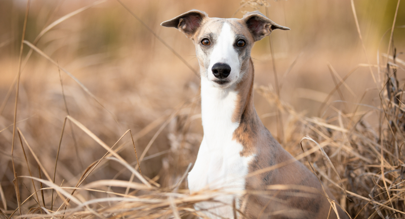 Whippet