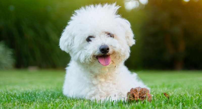 Bichon Frise