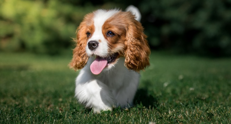 Cavalier King Charles Spaniel