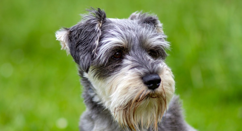 Miniature Schnauzer