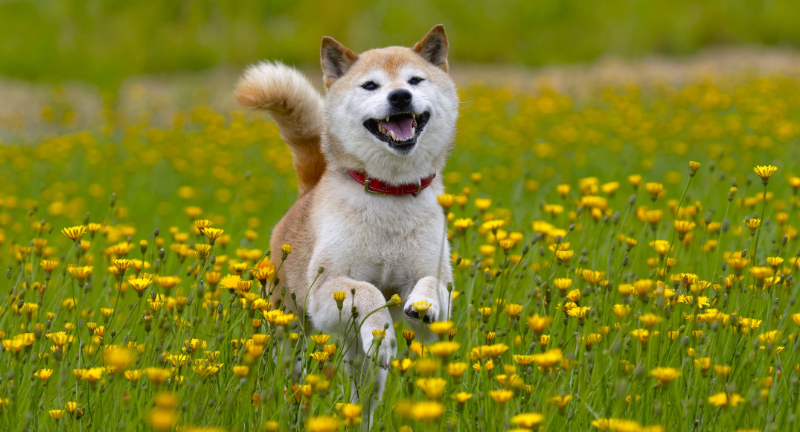 Shiba Inu