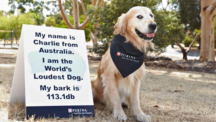 Record-Breaking Bark