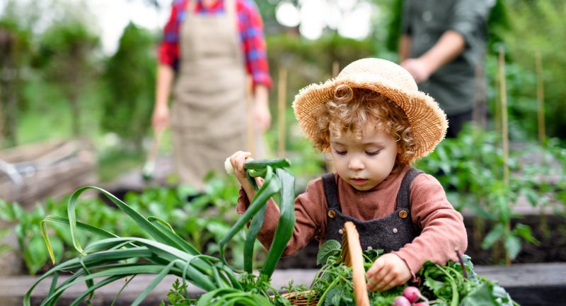 Reviving the Spirit of Victory Gardens