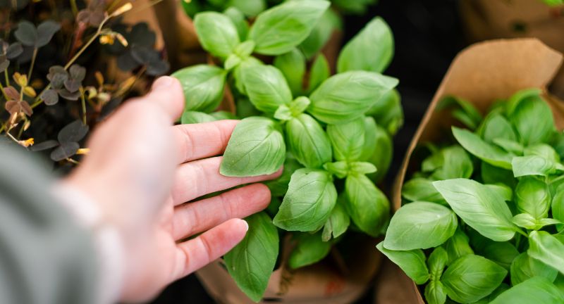 The Rising Cost of Fresh Herbs