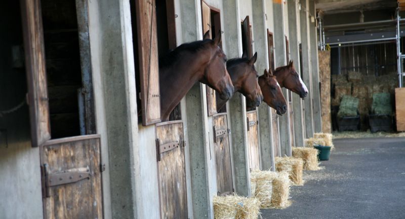 Infrequent Disqualifications in the Kentucky Derby