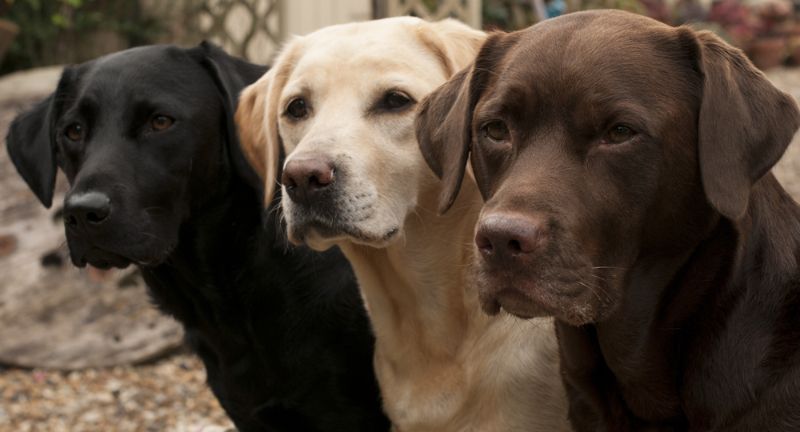 Labrador Retriever