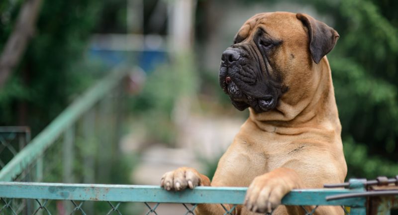 Bullmastiff