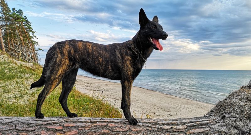 Dutch Shepherd