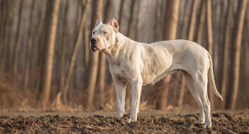 Argentine Dogo