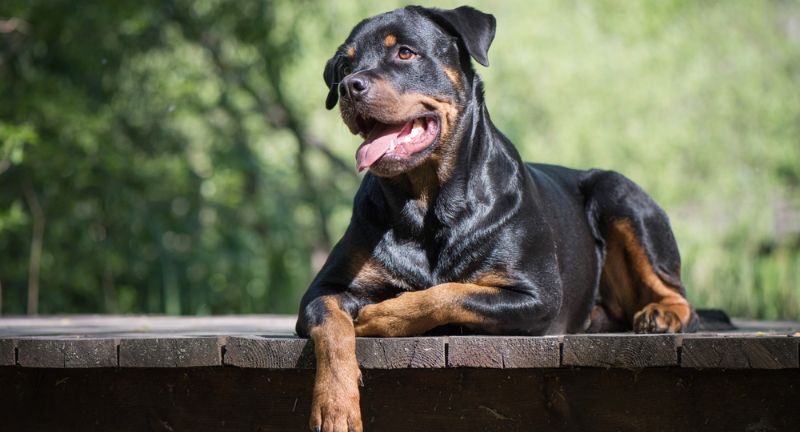 Rottweiler