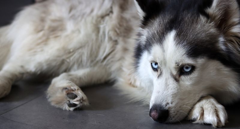 Alaskan Malamute