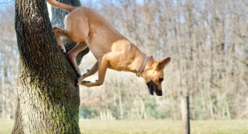 Belgian Malinois