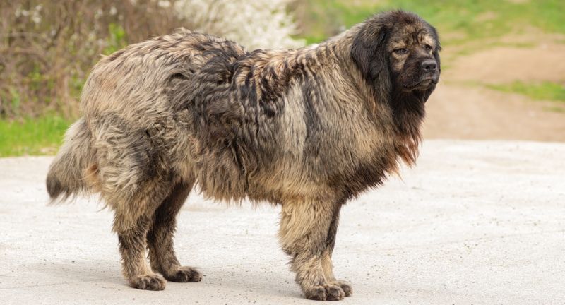 Caucasian Shepherd Dog