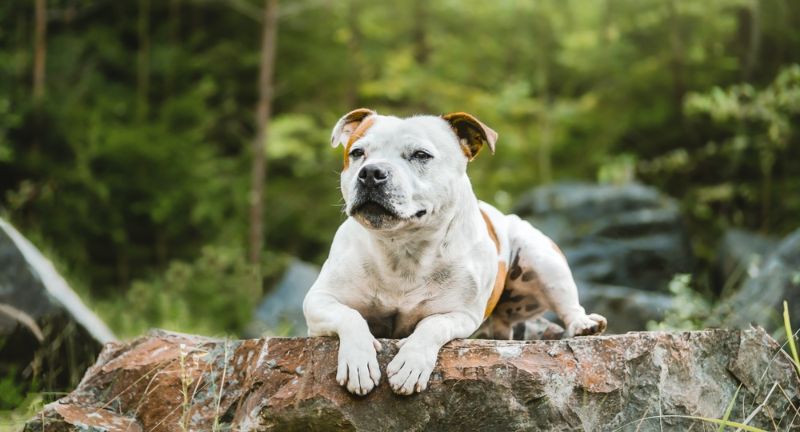 Staffordshire Bull Terrier