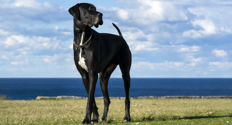 Great Dane