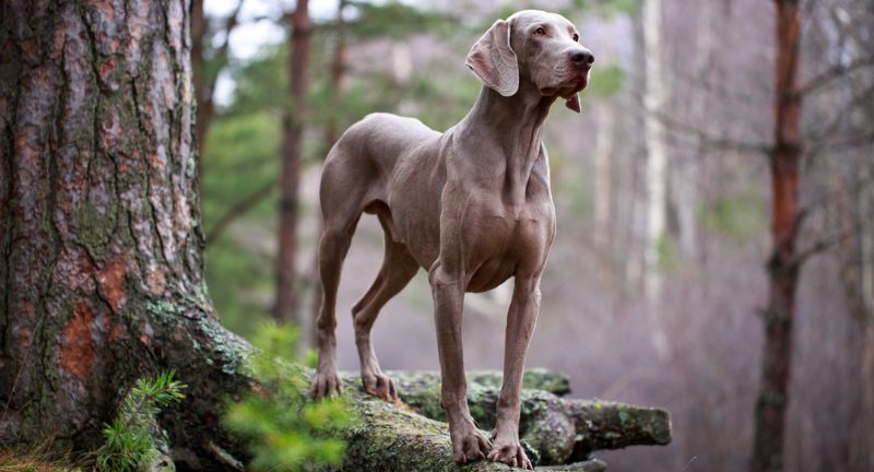 Weimaraner