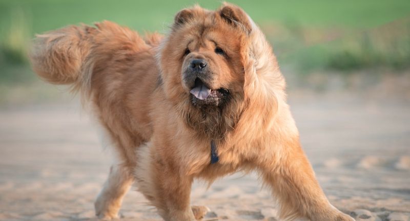 Chow Chow